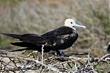 Great Frigatebird